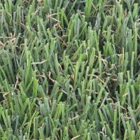 Riviera Monterey 50 ounces synthetic turf view from top two-colors M-Shape Blades, double thatching.