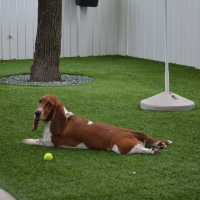 Fake Grass Carpet Topaz Lake, Nevada Dog Hospital, Dogs Park