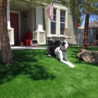 Fake Veterinary Clinic Mount Charleston Nevada Installation