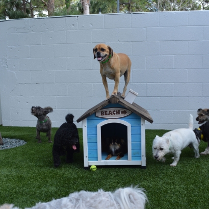 Artificial Grass Installation Fallon Station, Nevada Pictures Of Dogs, Dogs