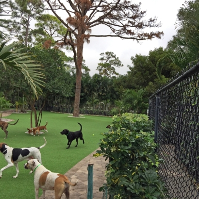Artificial Pet Turf Sunrise Manor Nevada for Dogs