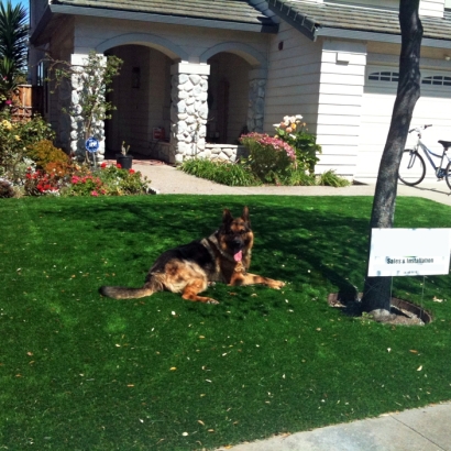 Artificial Pets Areas Sunrise Manor Nevada for Dogs