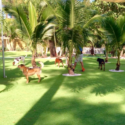 Artificial Turf Installation Gabbs, Nevada Dog Parks, Dogs