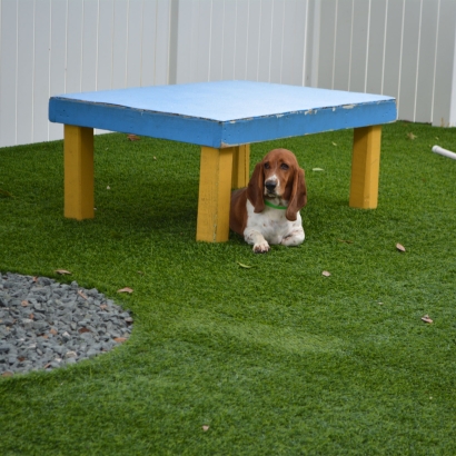 Artificial Turf Schurz, Nevada Artificial Grass For Dogs, Grass for Dogs