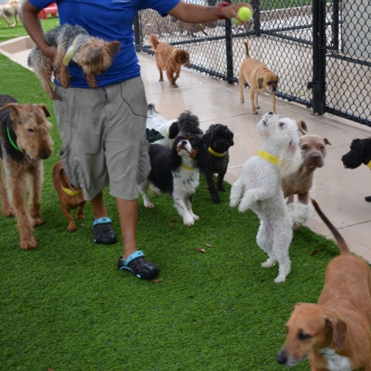 Best Artificial Grass Alamo, Nevada Indoor Dog Park, Dogs Park