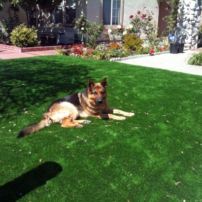 Fake Pet Grass Moapa Town Nevada for Dogs