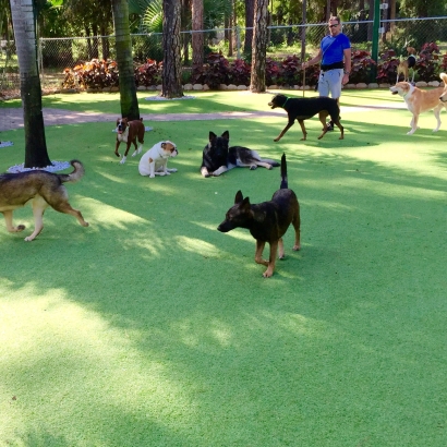 Fake Turf Rachel, Nevada Dogs, Dogs Park