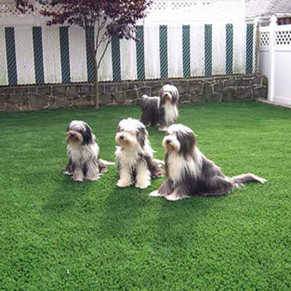 Synthetic Pets Areas Pahrump Nevada for Dogs