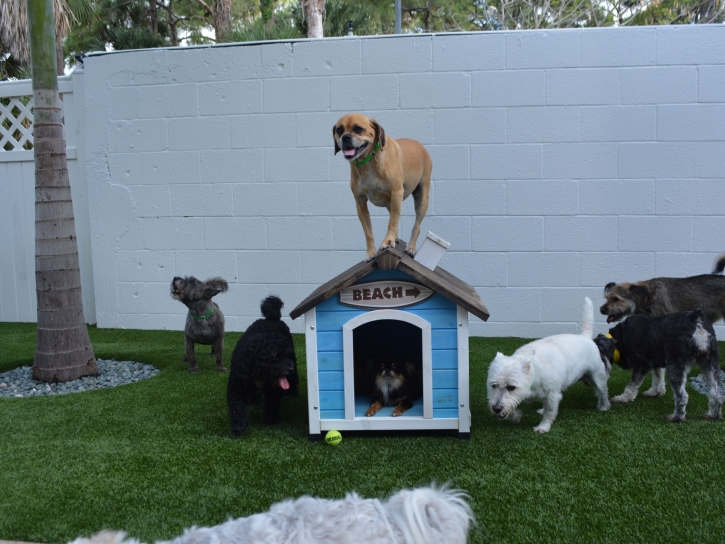 Artificial Grass Installation Fallon Station, Nevada Pictures Of Dogs, Dogs