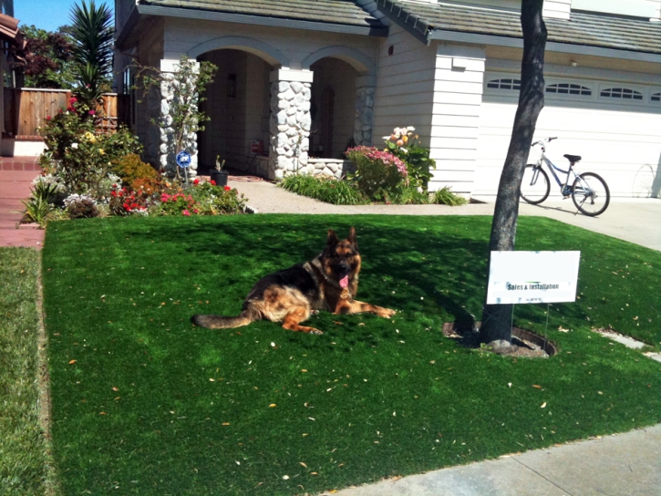 Artificial Pets Areas Sunrise Manor Nevada for Dogs