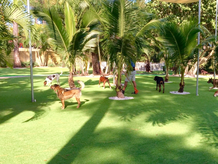 Artificial Turf Installation Gabbs, Nevada Dog Parks, Dogs