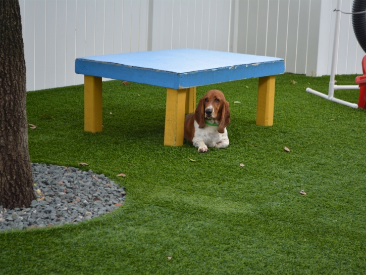 Artificial Turf Schurz, Nevada Artificial Grass For Dogs, Grass for Dogs