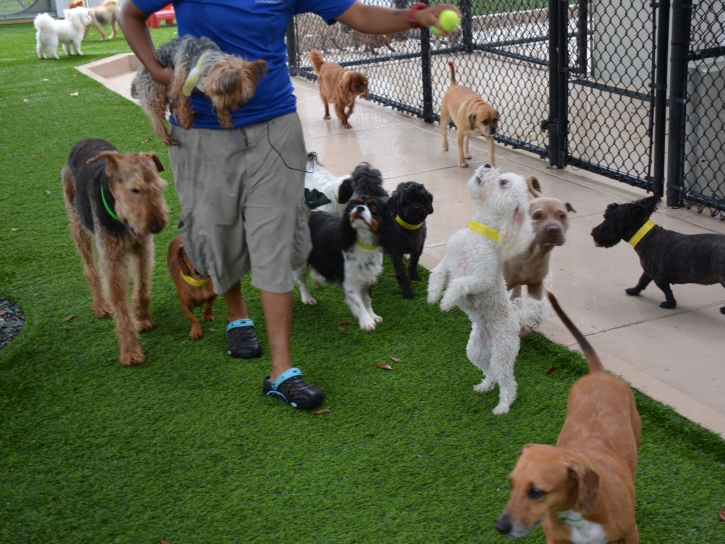 Best Artificial Grass Alamo, Nevada Indoor Dog Park, Dogs Park