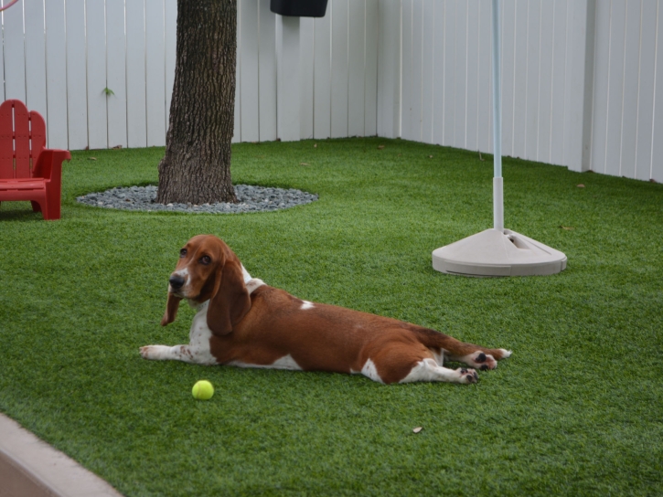 Fake Grass Carpet Topaz Lake, Nevada Dog Hospital, Dogs Park