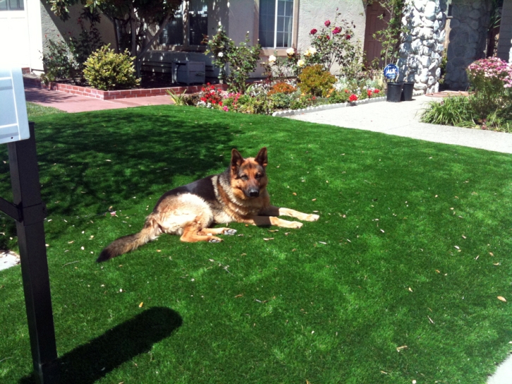 Fake Pet Grass Moapa Town Nevada for Dogs