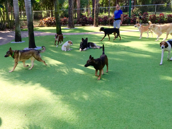 Fake Turf Rachel, Nevada Dogs, Dogs Park