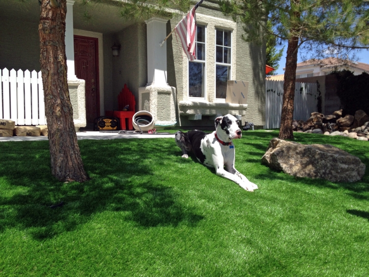 Fake Veterinary Clinic Mount Charleston Nevada Installation