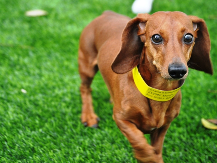 Faux Pet Turf North Las Vegas Nevada for Dogs