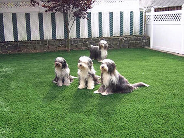 Synthetic Pets Areas Pahrump Nevada for Dogs