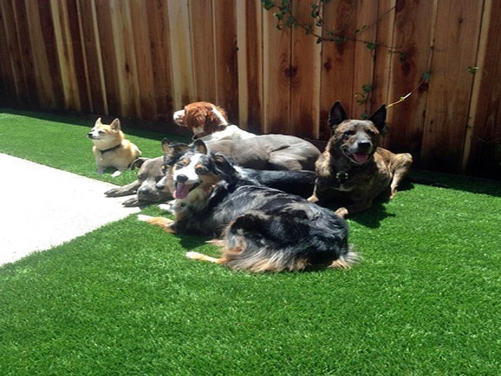 Synthetic Veterinary Clinic Blue Diamond Nevada Installation