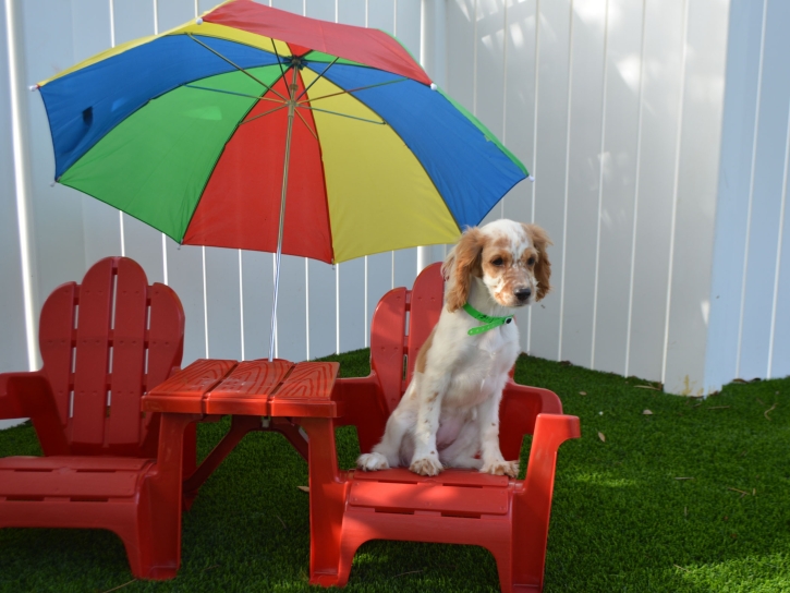 Turf Grass Smith Valley, Nevada Artificial Grass For Dogs, Dogs